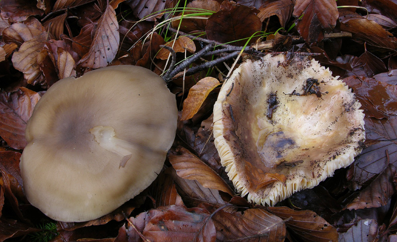 Funghi di sabato 08 novembre.